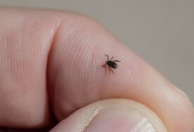 Šta nikako ne bi trebalo da radite ako vas ujede krpelj?