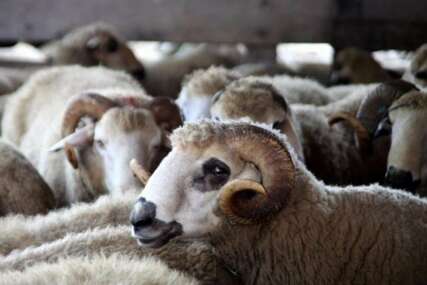 Preporuke ministarstva za kupovinu i klanje životinja za Kurban-bajram