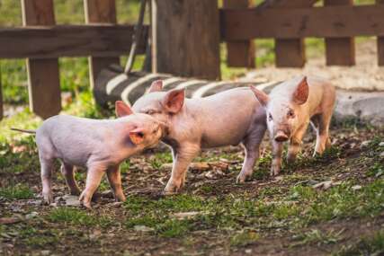 Afrička svinjska kuga potvrđena na devet imanja na području Bijeljine