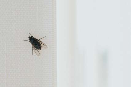 Uz ovaj trik otjerajte ‘dosadne muhe’ iz kuće