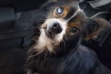 Slijep pas držan okovan u skučenoj kućici više od 13 godina (VIDEO)