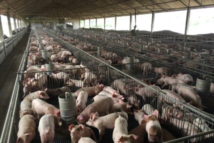 Danas eutanazija više od 700 svinja