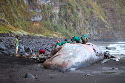 U utrobi uginulog kita pronađeno “plutajuće zlato” vrijedno 500.000 eura