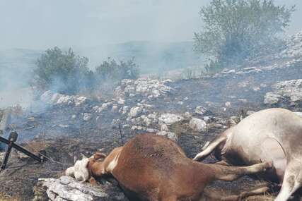 Nakon razornog požara jak strujni udar pobio krave kod Gacka (FOTO+VIDEO)