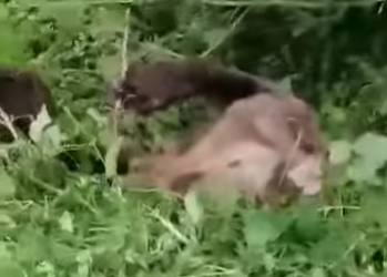 Mještani Jajca spasili ženku medvjeda (VIDEO)