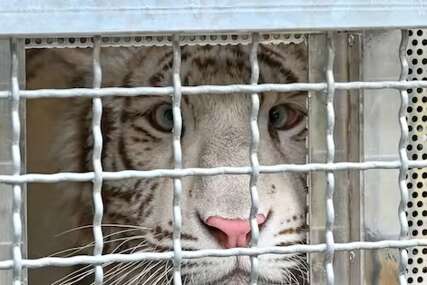 Bijela tigrica spašena sa privatnog posjeda