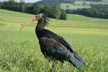 Ćelavi ibis Jonas nakon pola godine napustio Sarajevo