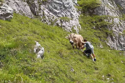 Kradljivci mlijeka: Turisti muzu kravu na alpskom pašnjaku