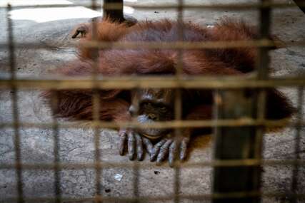 Zoološki vrt u Tajlandu na udaru kritika aktivista za zaštitu životinja (FOTO)