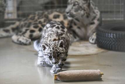 Šarolikost životinjskog carstva: Ovo su mladunčad snježnog leoparda u Poljskoj i remek djelo su prirode (FOTO)