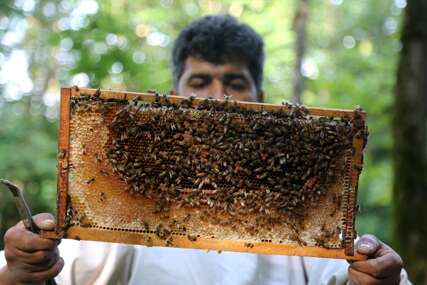 Iranski pčelari proizvode med u najstarijoj šumi na svijetu (FOTO)