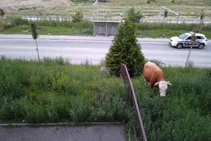 Neobična situacija u centru Sarajeva: Stanari zvali policiju zbog bika