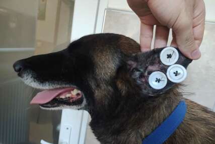 Znate li zašto se psima prišivaju dugmad na uši?