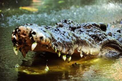 Australski farmer: Preživio sam napad krokodila tako što sam ga ugrizao