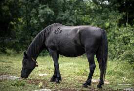 Kobila udarila veterinara u prsa, preminuo je na mjestu