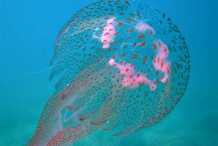 Pažnja: Vatrena meduza napada Hrvatsku, osmoro na liječenju samo u jednom danu