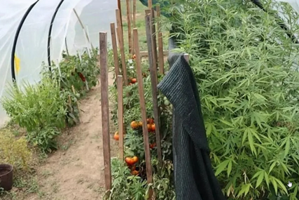 “Poljoprivrednik” u plasteniku posadio paradajz i marihuanu da se manje primijeti