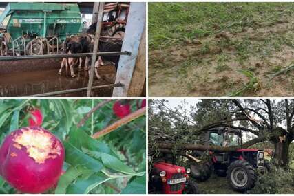 Uništeni usjevi, mehanizacija, isprepadana goveda: Zbrajaju se štete nezapamćene oluje