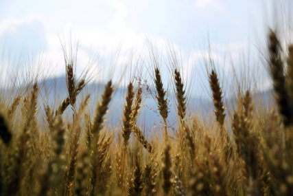 Ukida se zabrana izvoza žitarica iz Ukrajine za pet zemalja - kako utječe na cijene?