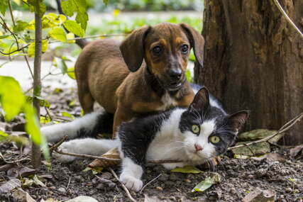 Vlada KS-a finansira zdravstvenu zaštitu pasa i mačaka lutalica