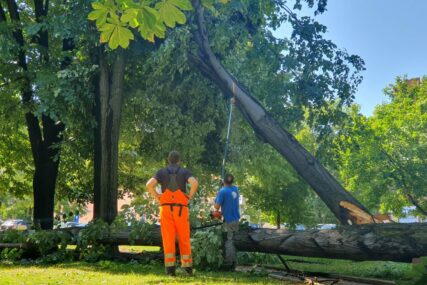 U toku uklanjanje polomljenih stabala u Tuzli: Sve službe i dalje na terenu