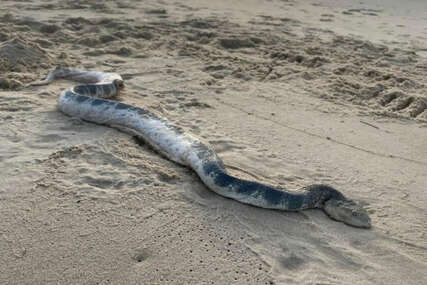 Ogromna zmija isplivala na plažu, ima otrovan ugriz