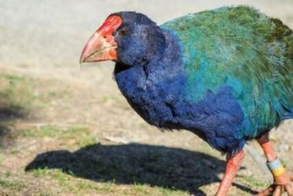 Prahistorijska ptica za koju se godinama smatralo da je izumrla: Sada ponovo otkrivena