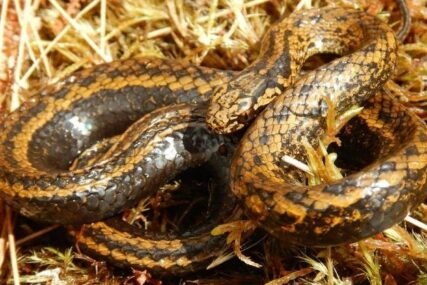 Nova vrsta zmije otkrivena u peruanskim andama dobila ime po Harrisonu Fordu