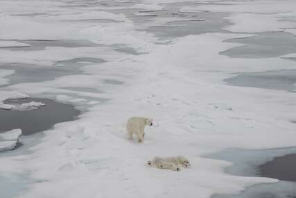 UBRZANO OTAPANJE Sjeverni pol - dom polarnih medvjeda koji polako nestaje (FOTO)