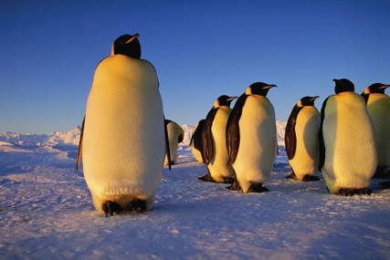 Istraživanje otkrilo: Roditelji pingvini dnevno odspavaju više od 10.000 puta