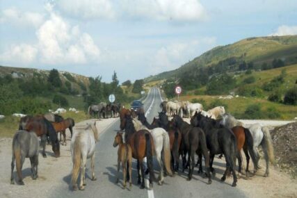 Potreban oprez zbog divljih konja na kolovozu na području Livna