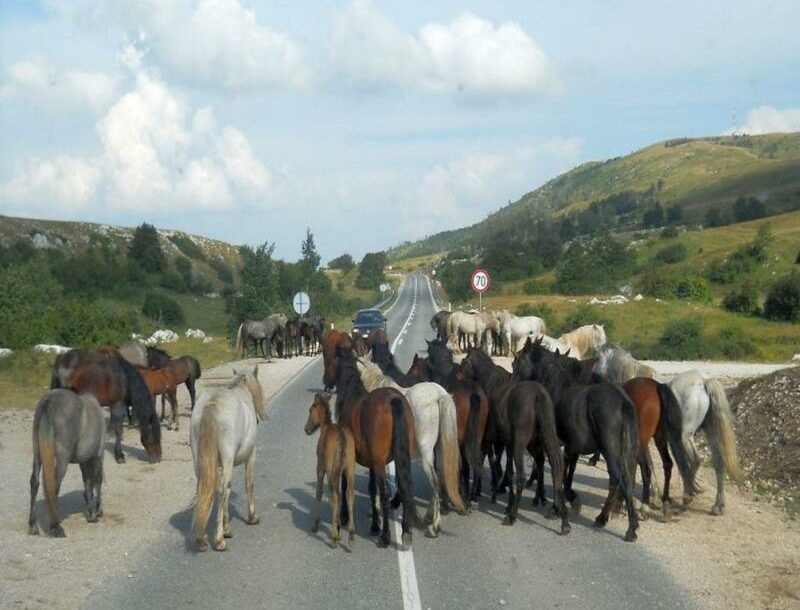 Divlji konji na putu