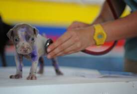 Veterinar iz Ljubuškog optužen za nesavjesno liječenje pasa: Uginulo više od 20 štenaca