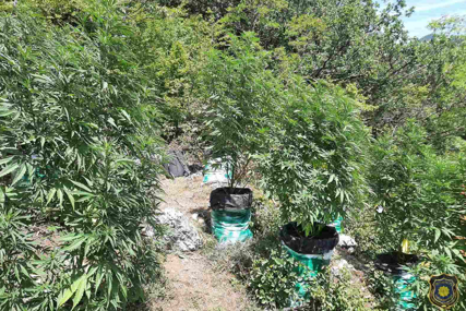 Pronađeno 160 stabljika opojne droge Cannabis! Uhapšene dvije osobe