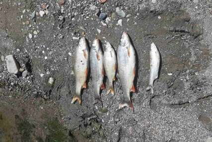 Incident velikih razmjera: Pomor ribe u Bosni