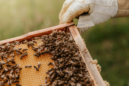 Znaju li pčele prepoznati strah kod ljudi?