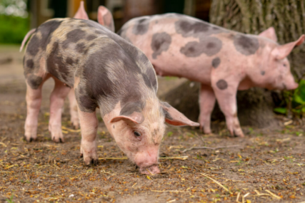 U Brčko distriktu svaki dan sve više zaraženih životinja, eutanazirane 1.102 svinje