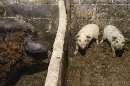 Prvi slučaj svinjske kuge u Sarajevsko-romanijskog regiji