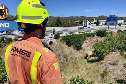 U Španiji vatrogasci ganjali bikove nakon prevrtanja kamiona (VIDEO)