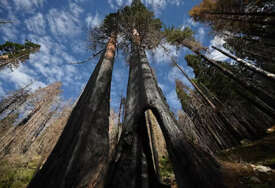 Tajna dugo čuvana: Ovdje se nalazi najviše drvo na svijetu
