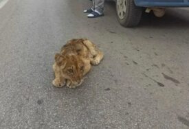 NESVAKIDAŠNJE Kod Subotice pronađen lavić u teškom je stanju