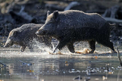 Na Palama potvrđeno šest slučajeva zaraze kod divljih svinja