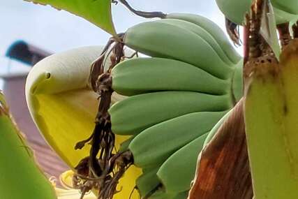 U Cazinu rodile banane!