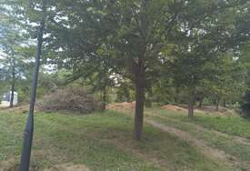 Stabla su živi spomenici: Evo koliko ih ima zaštićenih na području Sarajeva i ko ih uništava