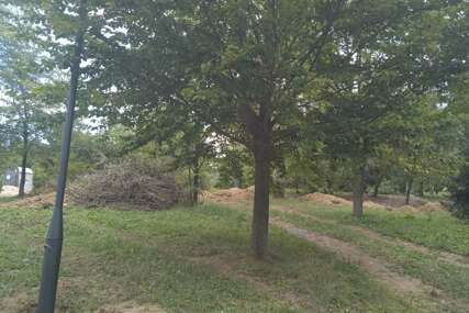 Stabla su živi spomenici: Evo koliko ih ima zaštićenih na području Sarajeva i ko ih uništava