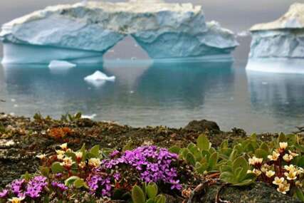 Cvijeće uveliko cvjeta na Antarktiku: Naučnici upozorili da kontinet dostiže "prelomnu tačku"