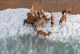 Deve u Arapskom moru pronalaze spas od vrućina (FOTO)