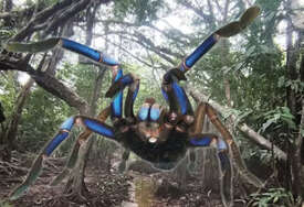 Otkrivena nova vrsta tarantule koja sija u električnoplavoj boji