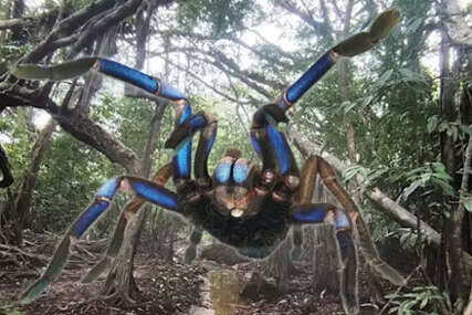 Otkrivena nova vrsta tarantule koja sija u električnoplavoj boji