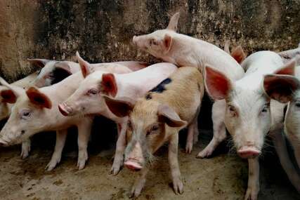Eutanizirane svinje satima ležale na ulici, vlasnik objašnjavao zašto se to desilo